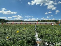 贵州辣椒财产从小到大、从弱到